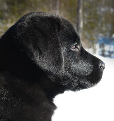 拉布拉多幼犬