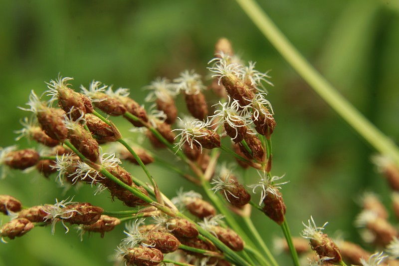 芦苇的小花(三棱藨草)。