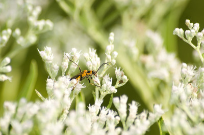 秋麒麟草属植物士兵Beetle_3