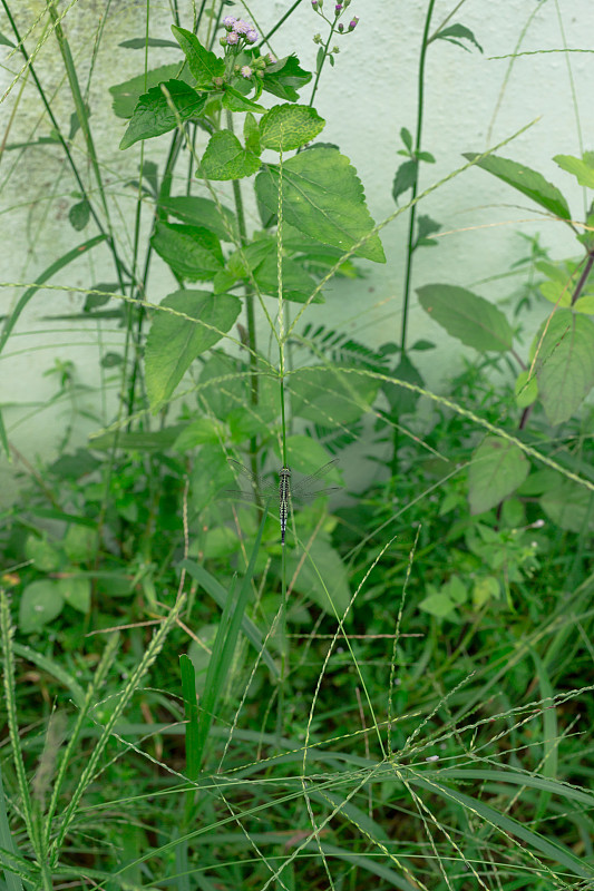 蜻蜓用自然光抓住草地。