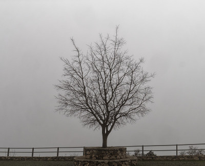 死树与雾背景的观点