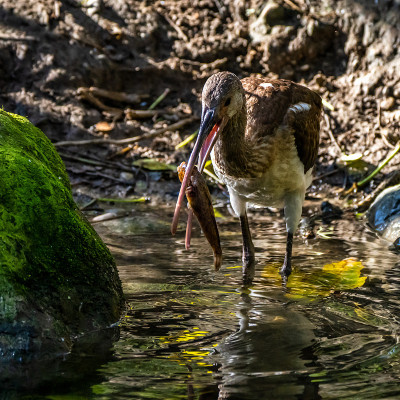 朱鹮、福氏斑鳖吃鱼