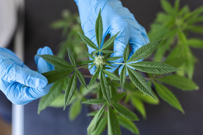 大量的大麻花在梅德辛斯基员工的手中进行了概念的丰富培育