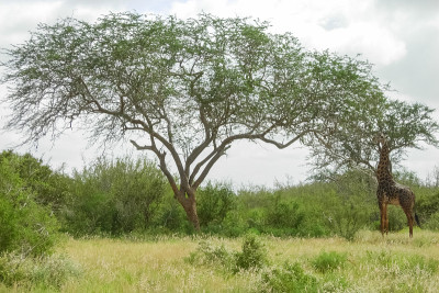 Safari