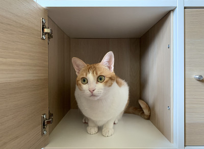姜猫藏