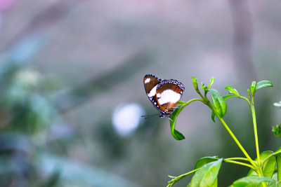 Eggfly蝴蝶