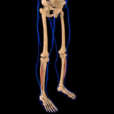 指长伸肌解剖医学概念3D插图