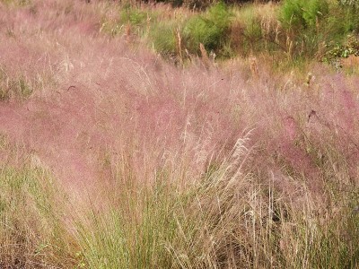 佛罗里达州的Muhly Grass (Muhlenbergia)