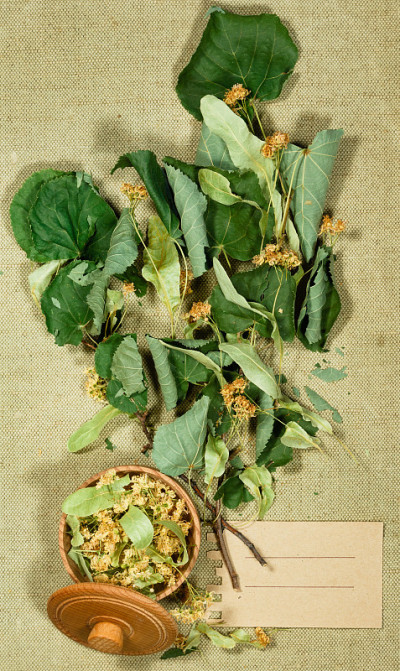 林登。用于替代医学、植物疗法的干燥植物。