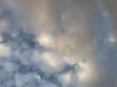 Brids