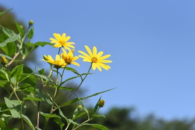 洋姜花