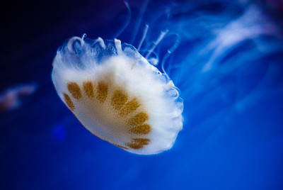 海蜇乳海荨麻菊花