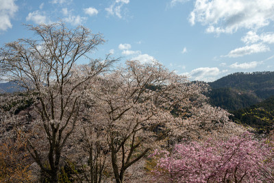吉野山的樱花