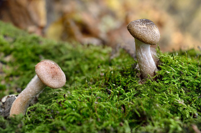 在秋天的森林里，年轻的野生蘑菇生长在苔藓中