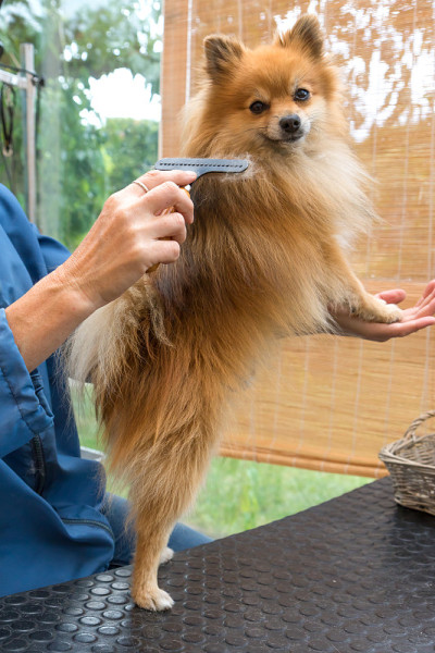 博美犬德国施皮茨犬在沙龙摆姿势