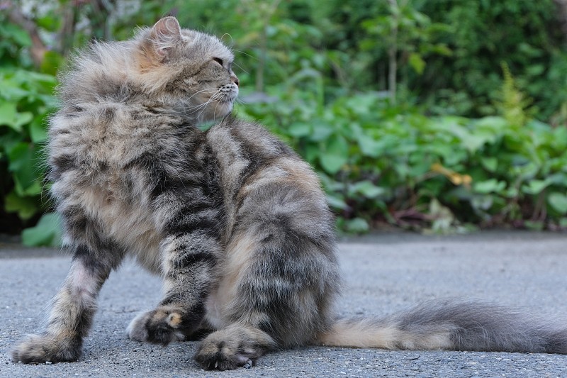 黄金比例的猫