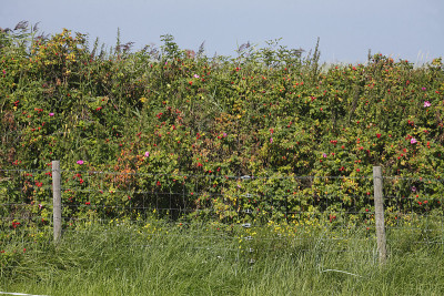 篱笆，玫瑰果，Cuxhaven-Duhnen