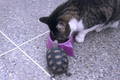 龟宝宝偷猫食