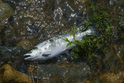 新鲜樱桃鲑鱼(Oncorhynchus masou)捕获