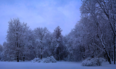降雪后，俄罗斯莫斯科Kolomenskoye庄园的混交林