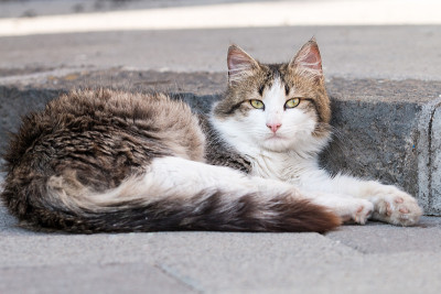 美丽的猫