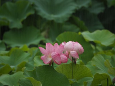莲花