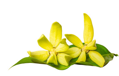 ylang-ylang小老头