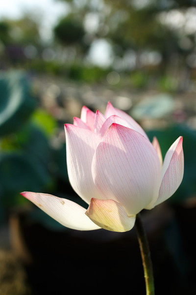 莲花