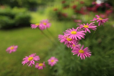 粉色和紫色的雏菊
