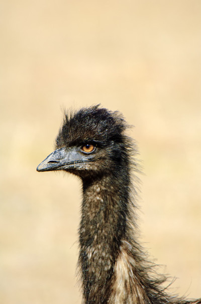 鸸鹋(Dromaius novaehollandiae)