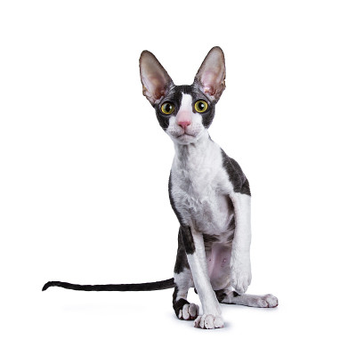 康沃尔雷克斯猫/小猫坐在镜头前，一只爪子抬起孤立的白色背景，看起来很好奇