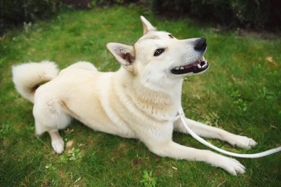 西西伯利亚莱卡犬躺在花园里的草地上