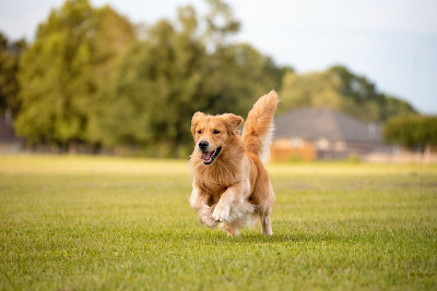 金毛猎犬的狗