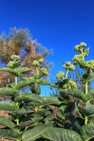Asclepias erosa -沙漠乳草- 29棕榈树- 050119 b