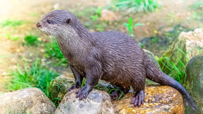 水獭