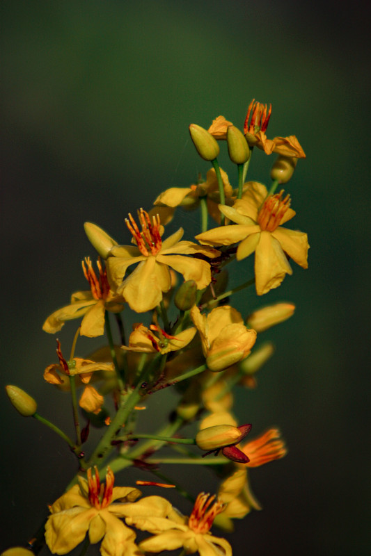 热带黄花枝-花楸属(花楸科)。