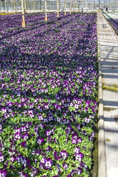 温室里的堇菜苗圃