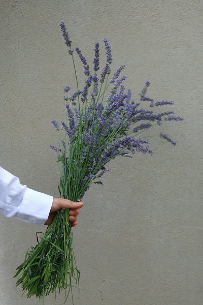 薰衣草花束