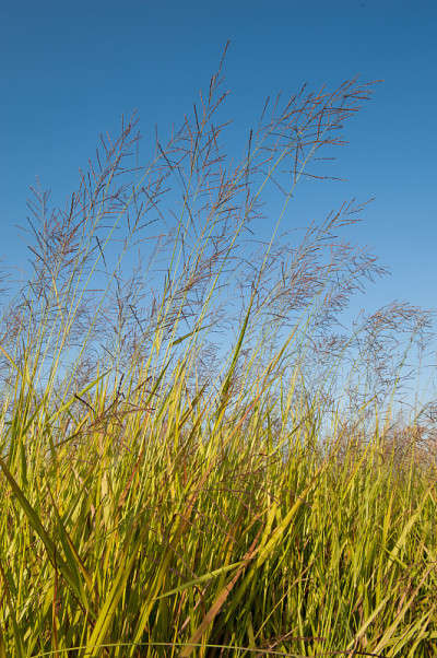 安第斯grass。