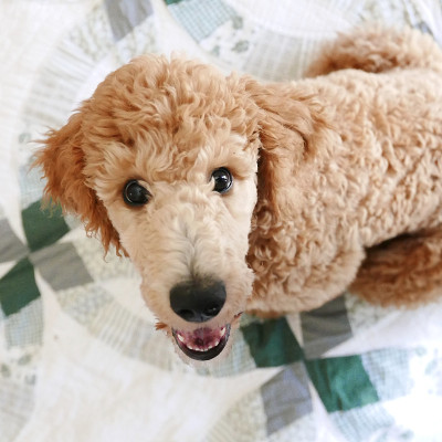 贵宾犬系列/圣帕特里克节