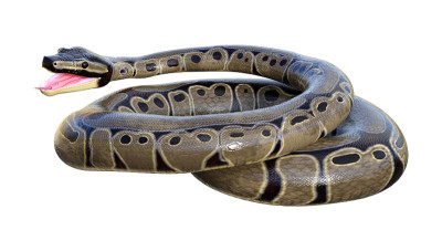 3D渲染球python在白色