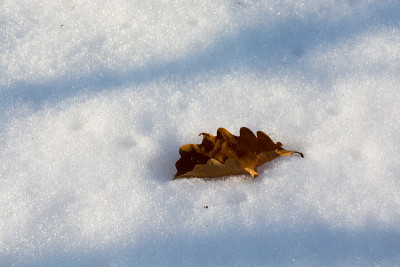 雪地上一片枯叶