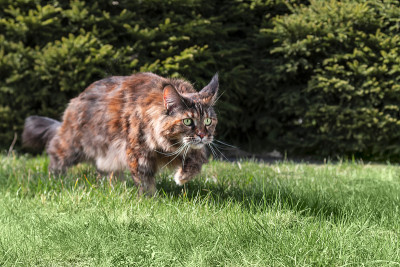 大缅因猫正在夏天阳光明媚的花园里玩耍