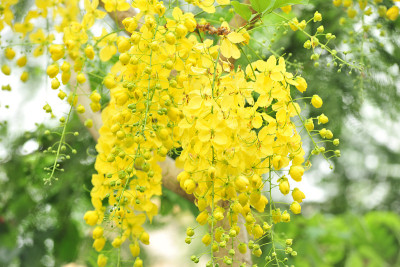 黄金雨