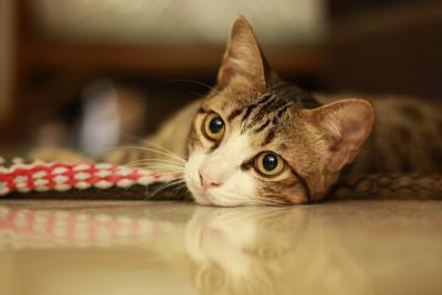 猫