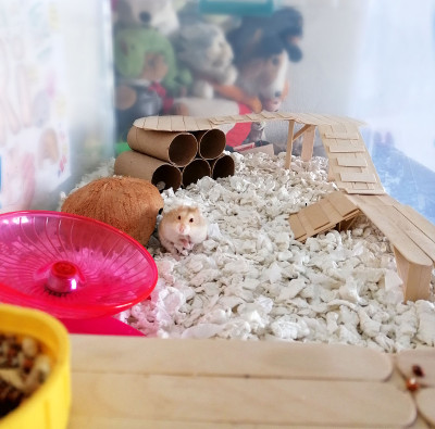 仓鼠