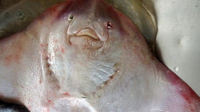 葡萄牙