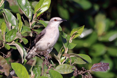 热带嘲鸫(Mimus gilvus)栖息在树叶中间。巴西萨尔瓦多·巴伊亚。