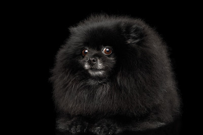 博美犬对着黑色