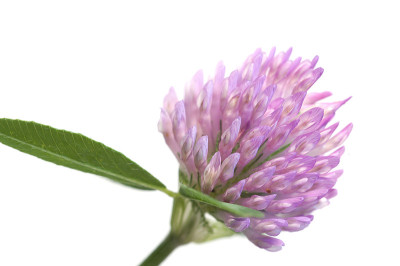 三叶草花